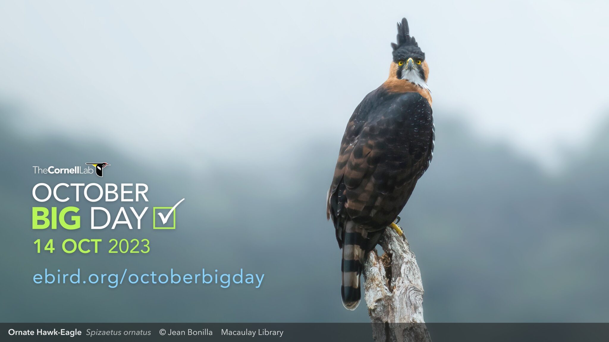 October Big Day—14 Oct 2023 eBird Australia