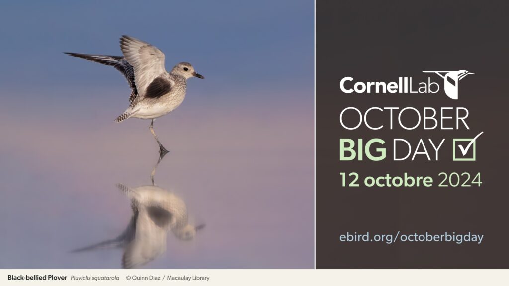 D Fi De Lobservateur Du Mois Octobre Ebird Quebec