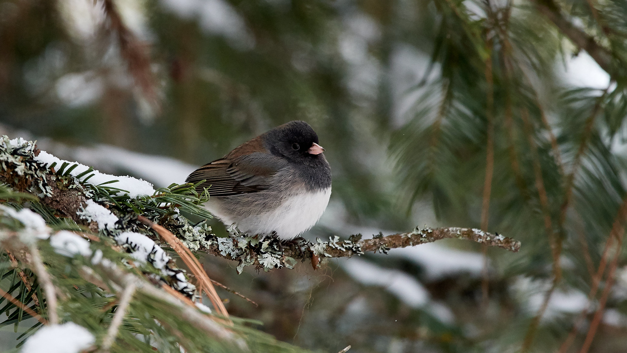 The Dark-eyed Junco: Winter’s Little Neighbor - eBird Oregon