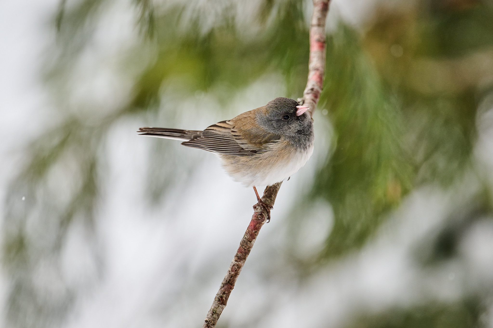 The Dark-eyed Junco: Winter’s Little Neighbor - eBird Oregon