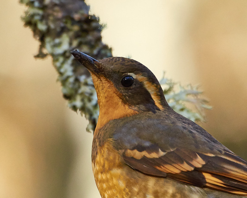 The Varied Thrush: A Forest Echo in Winter - eBird Washington