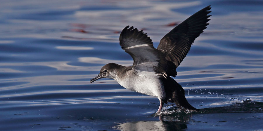 1 Em Cada 5 Espécies De Ave Da Europa Está Ameaçada De Extinção Ebird Portugal 