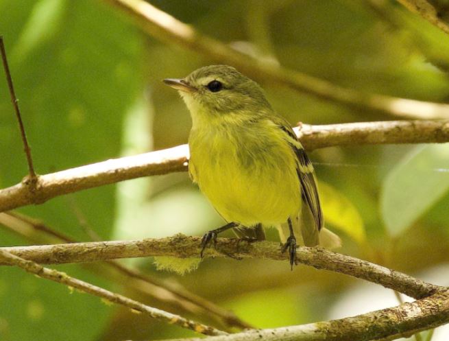 eBird Brasil - Discover a new world of birding...