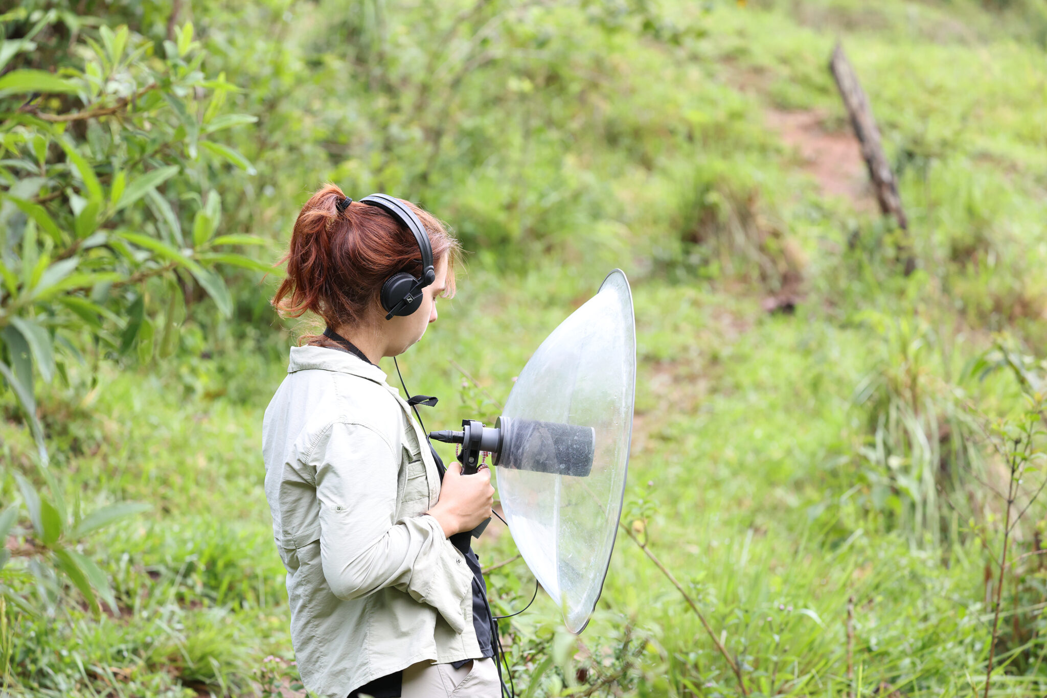 Últimos dias do Desafio de Fim de Ano - eBird Brazil