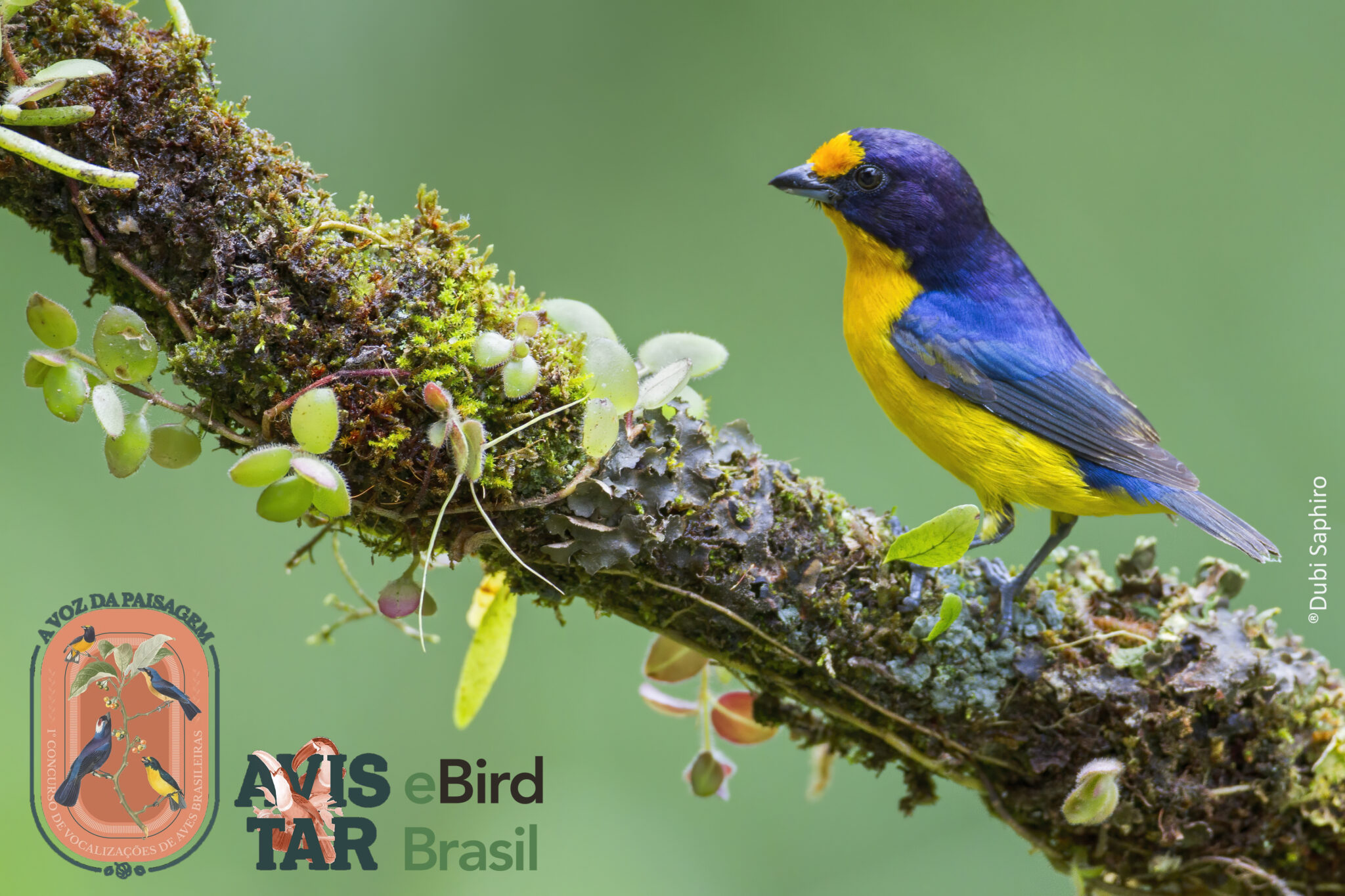 Prepare-se: Concurso e Desafio de Vocalizações de Aves - eBird Brazil