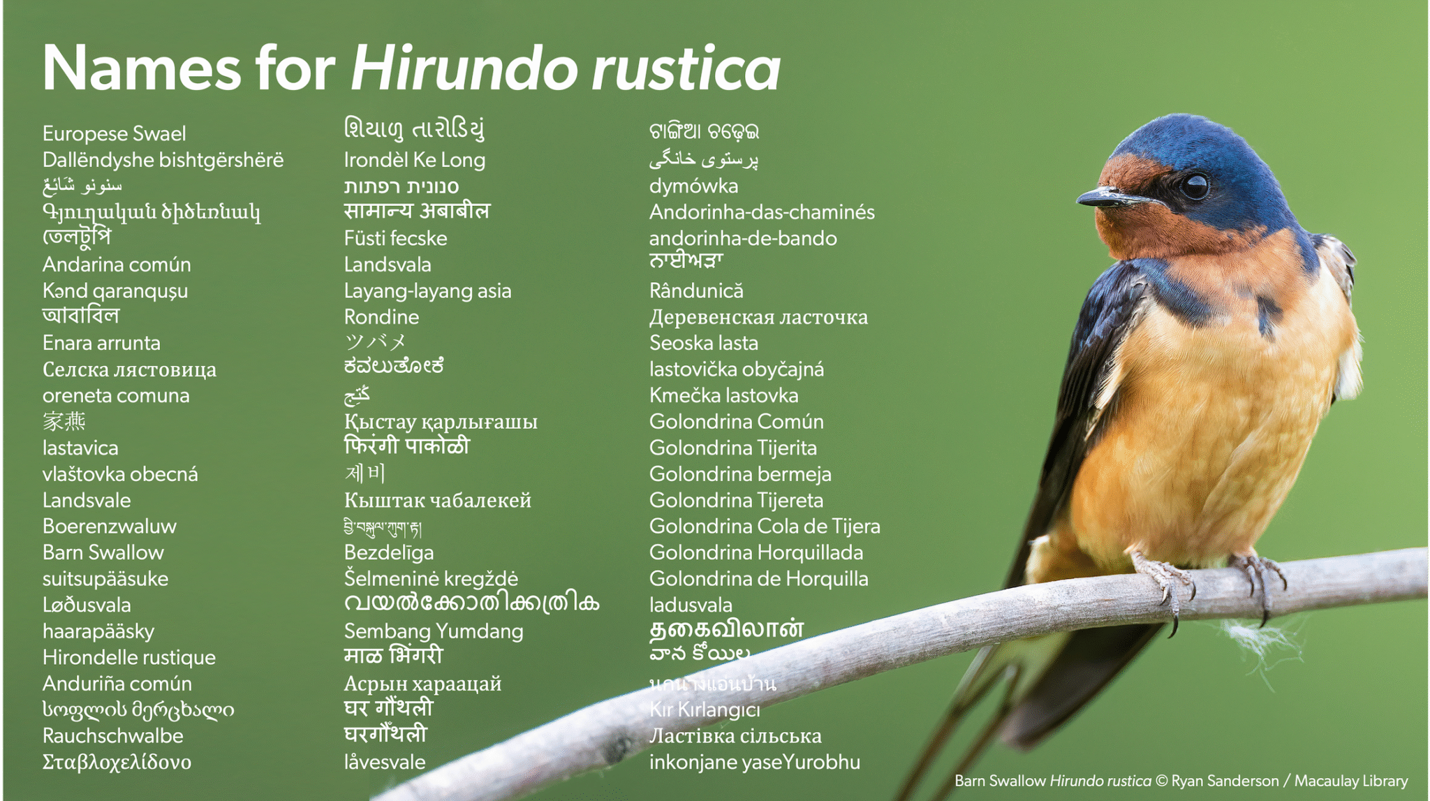 Retrospectiva de 2025 - eBird, Merlin, Macaulay Library e Birds of the ...