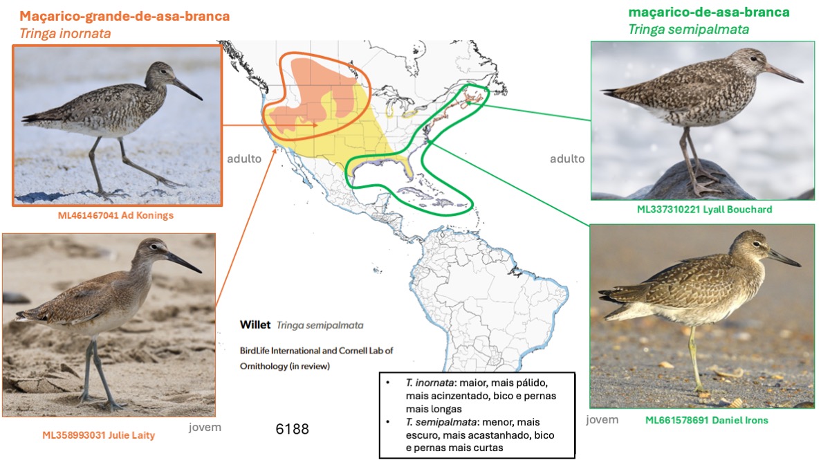 Atualização Taxonômica de 2026 - eBird Brazil