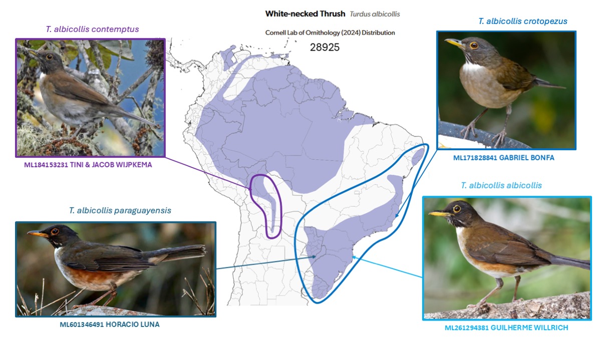 Atualização Taxonômica de 2026 - eBird Brazil