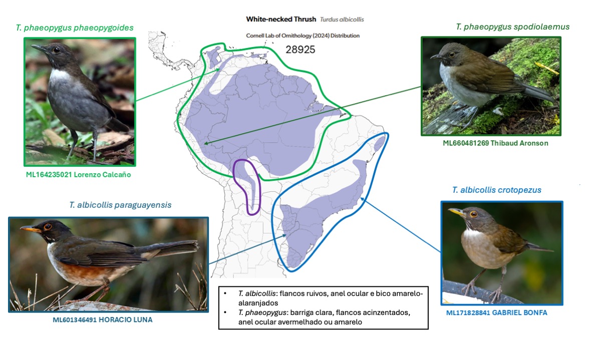 Atualização Taxonômica de 2026 - eBird Brazil