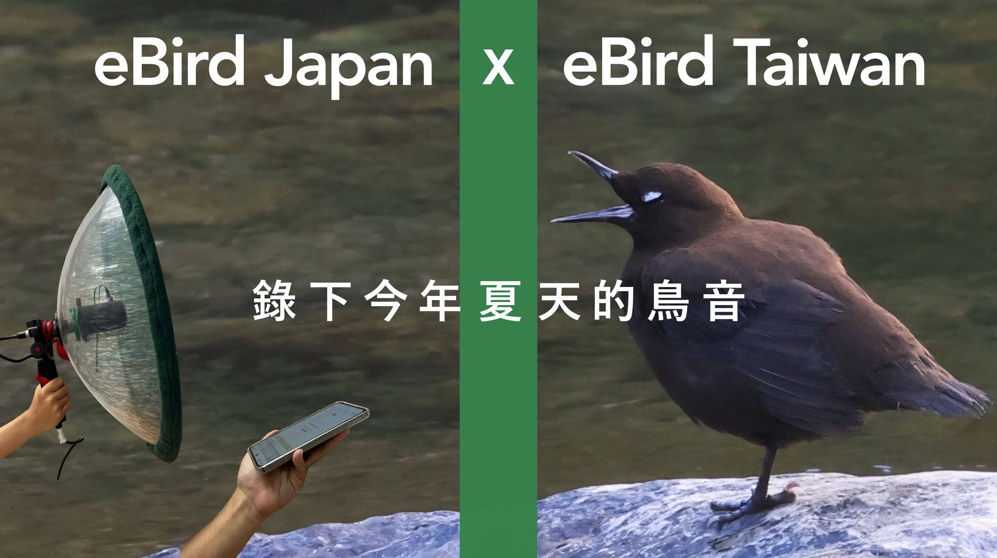 錄下今年夏天的鳥音- eBird Taiwan