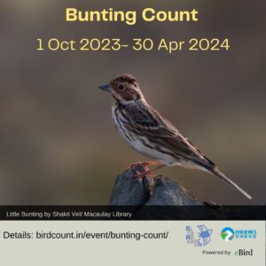 Winter Buting Count 2023