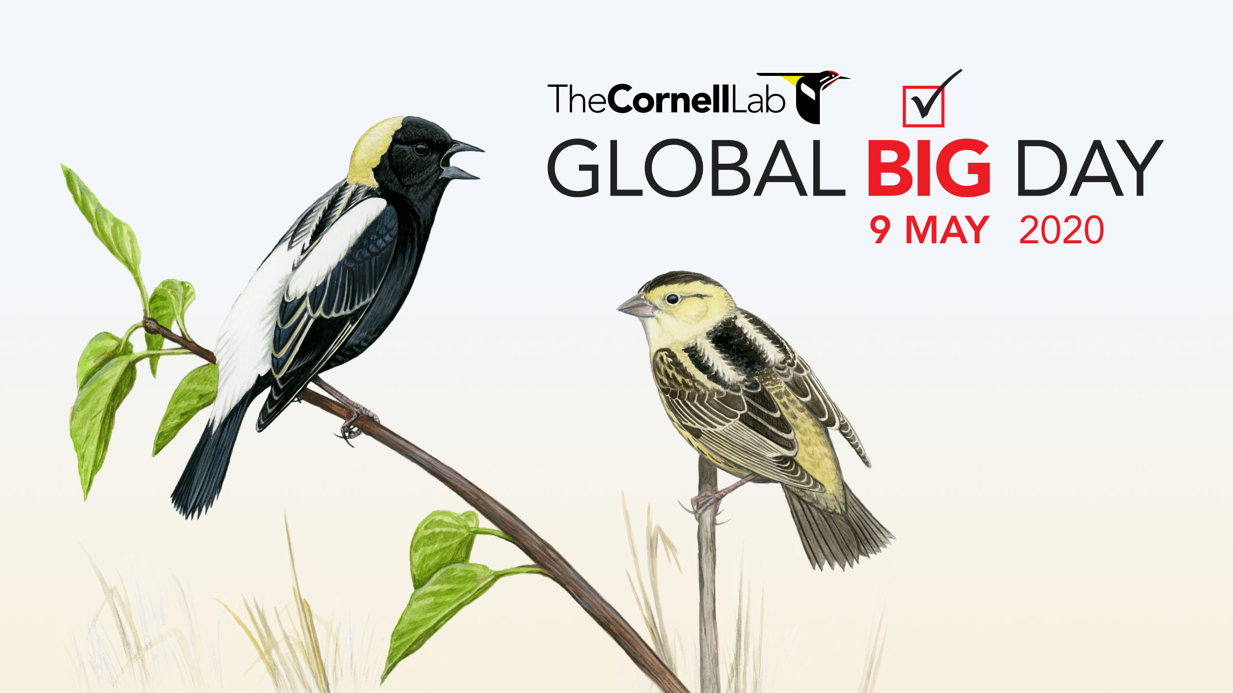 Global Big Day 9 de mayo 2020 eBird Colombia