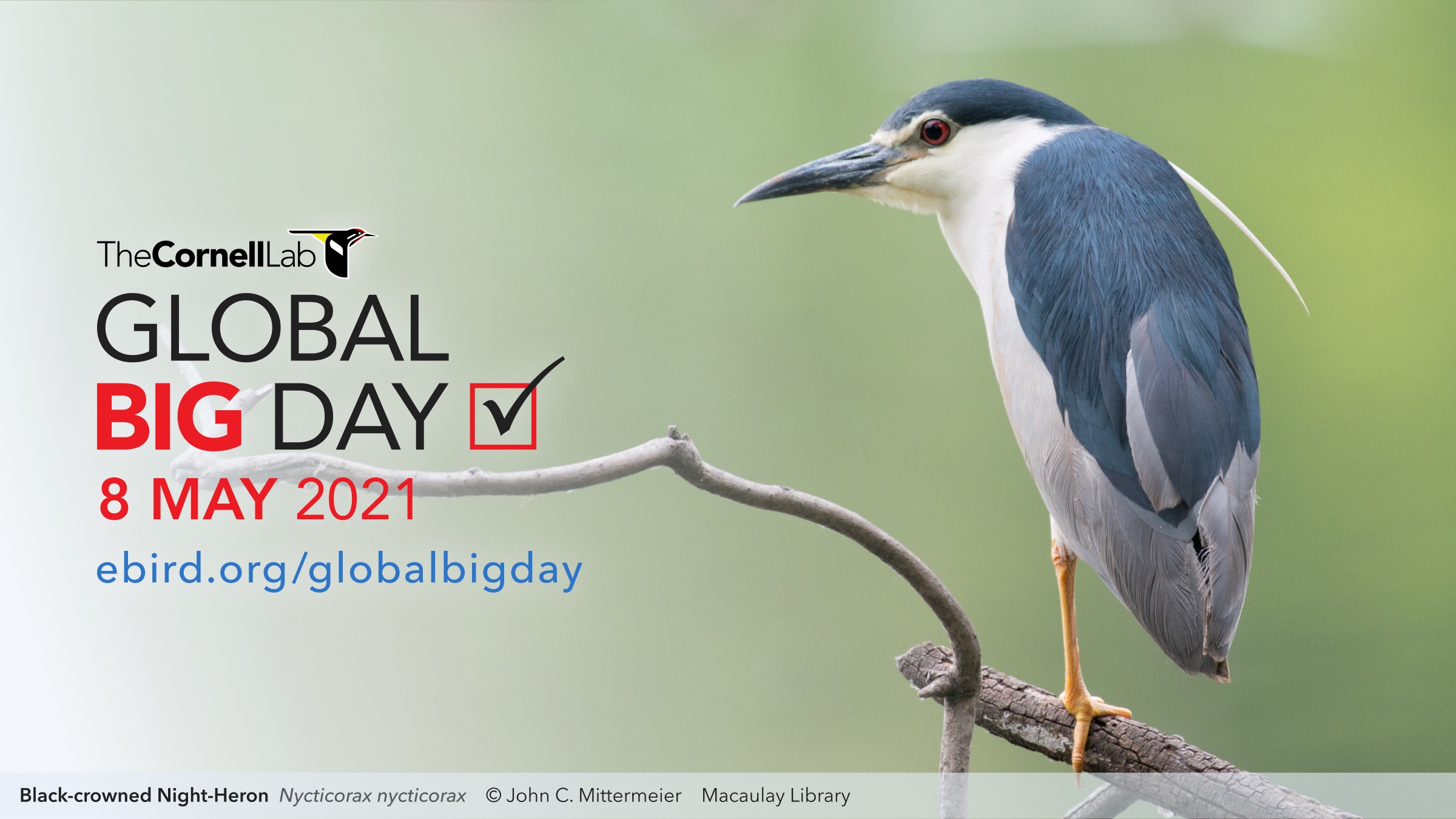 ¡El 8 de mayo de 2021 vuelve el Global Big Day! eBird Colombia