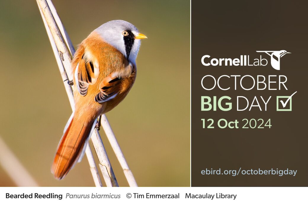 October Big Day—12 Oct 2024 Ebird Colombia