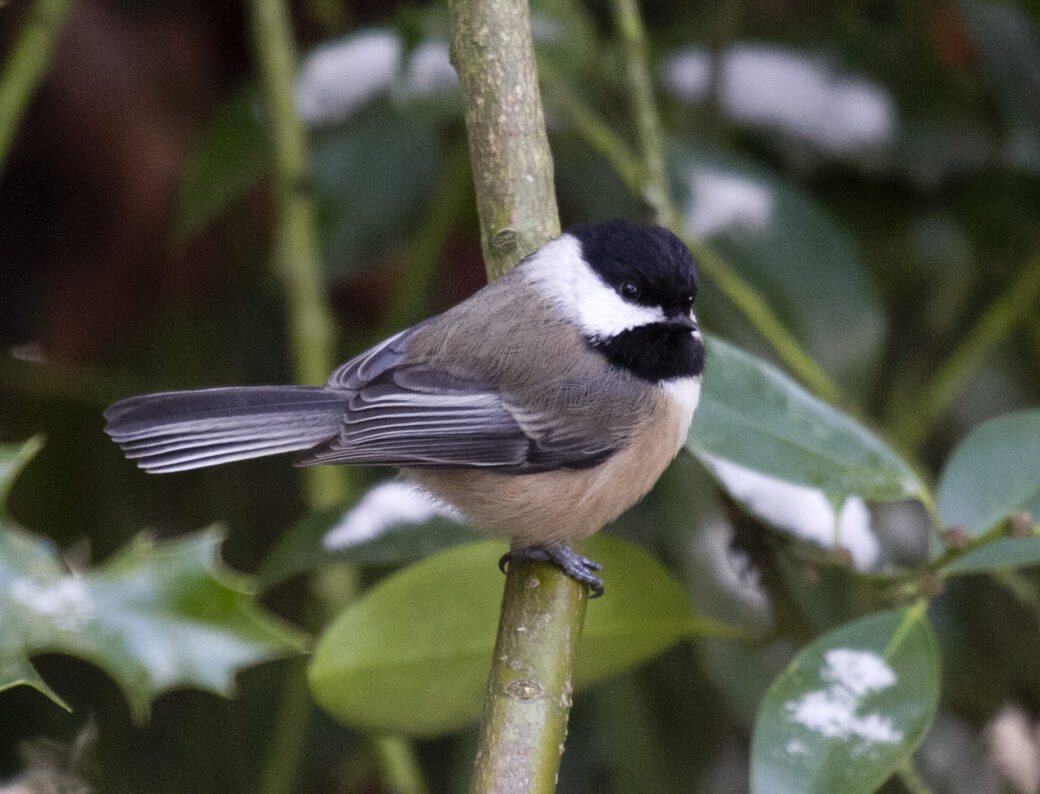 Aging Chickadees By The Color Of Their Mouth: Is it Reliable? - eBird ...