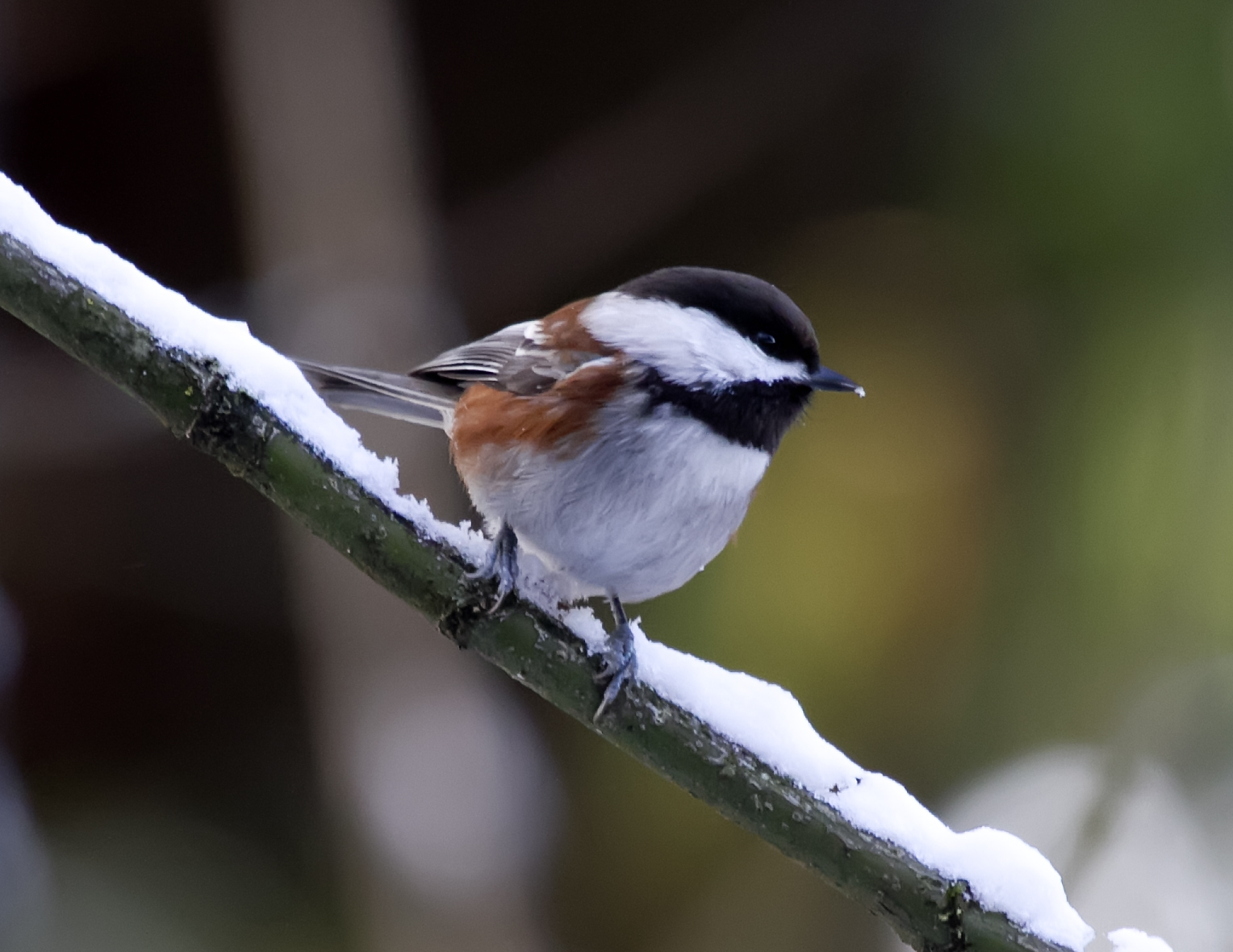 Aging Chickadees By The Color Of Their Mouth: Is it Reliable? - eBird ...