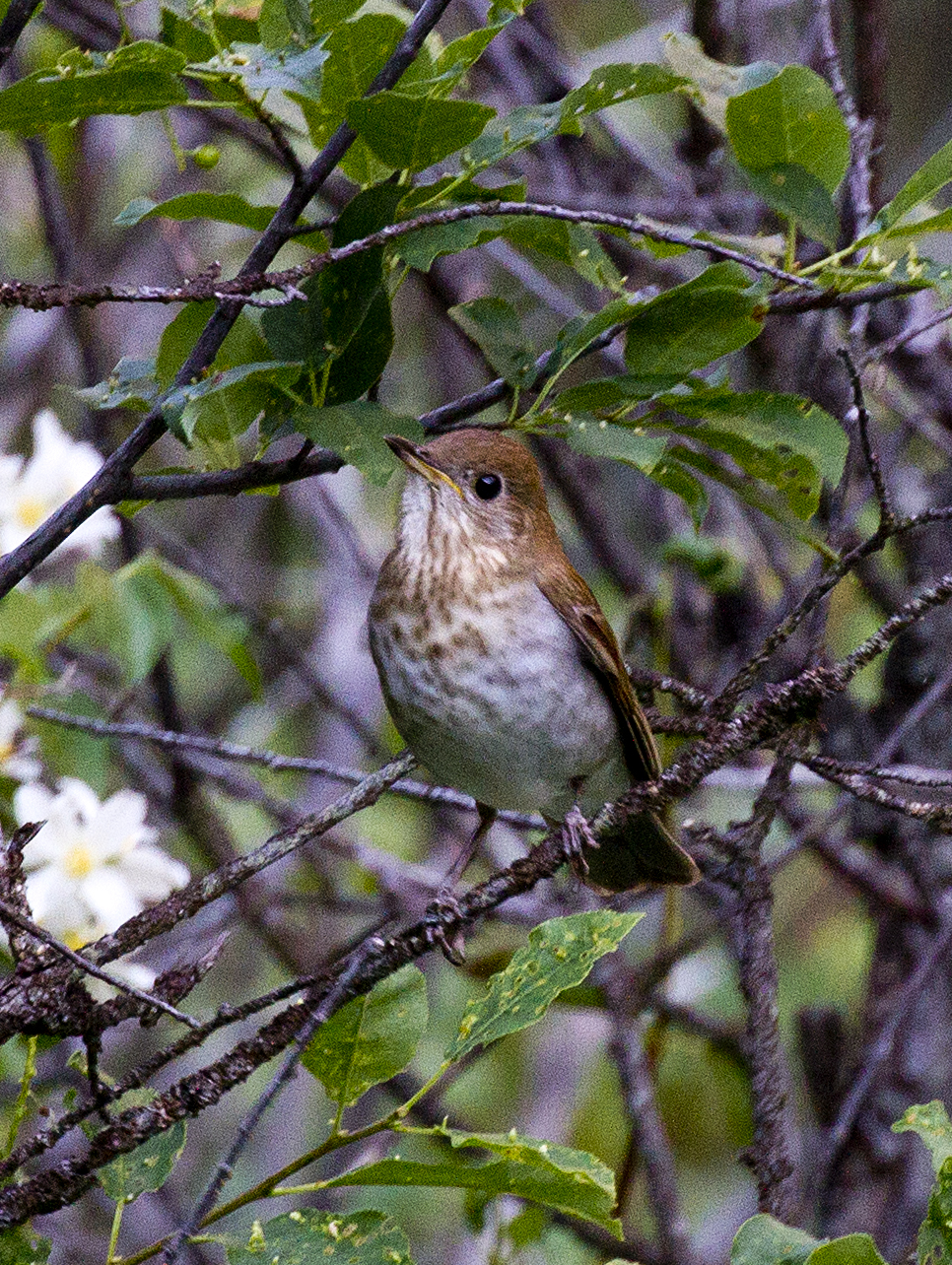 Nightingale, Songbird, Migratory, Nocturnal