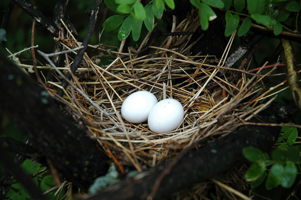 Bigger Isn't Always Better: Nest Structure And Its Impact On Nest Predation  In A Bornean Tropical Forest - Montana eBird