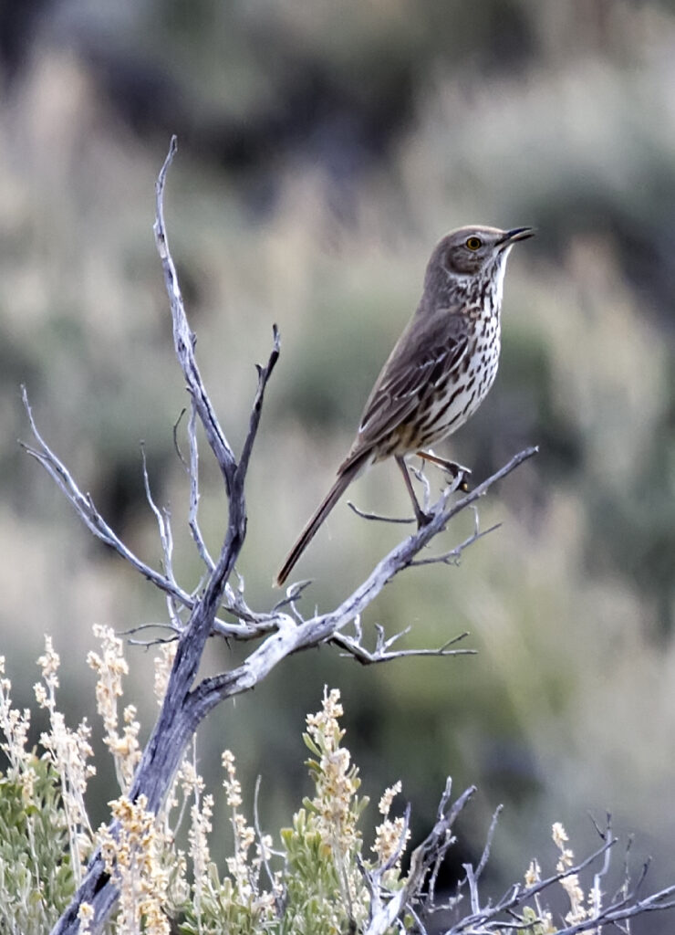 Managing Sagebrush Steppe: Do Songbirds Need What Sage-Grouse Need ...