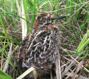 Wilsons Snipe Fledgling seen by Amy Seaman during a 2018 O'Dell creek Survey.
