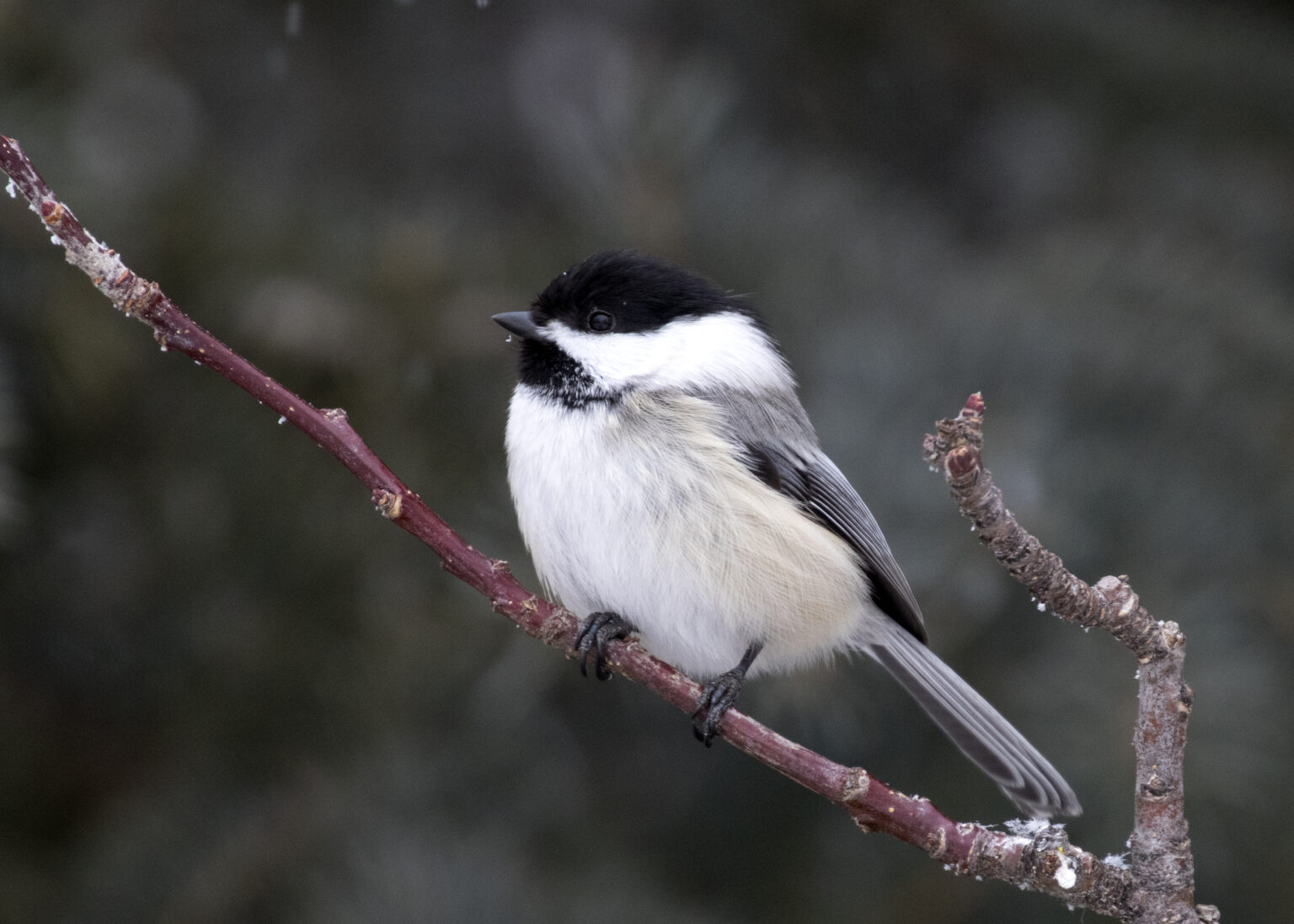 To Be or Not To Be (a Hybrid Chickadee) - eBird Montana