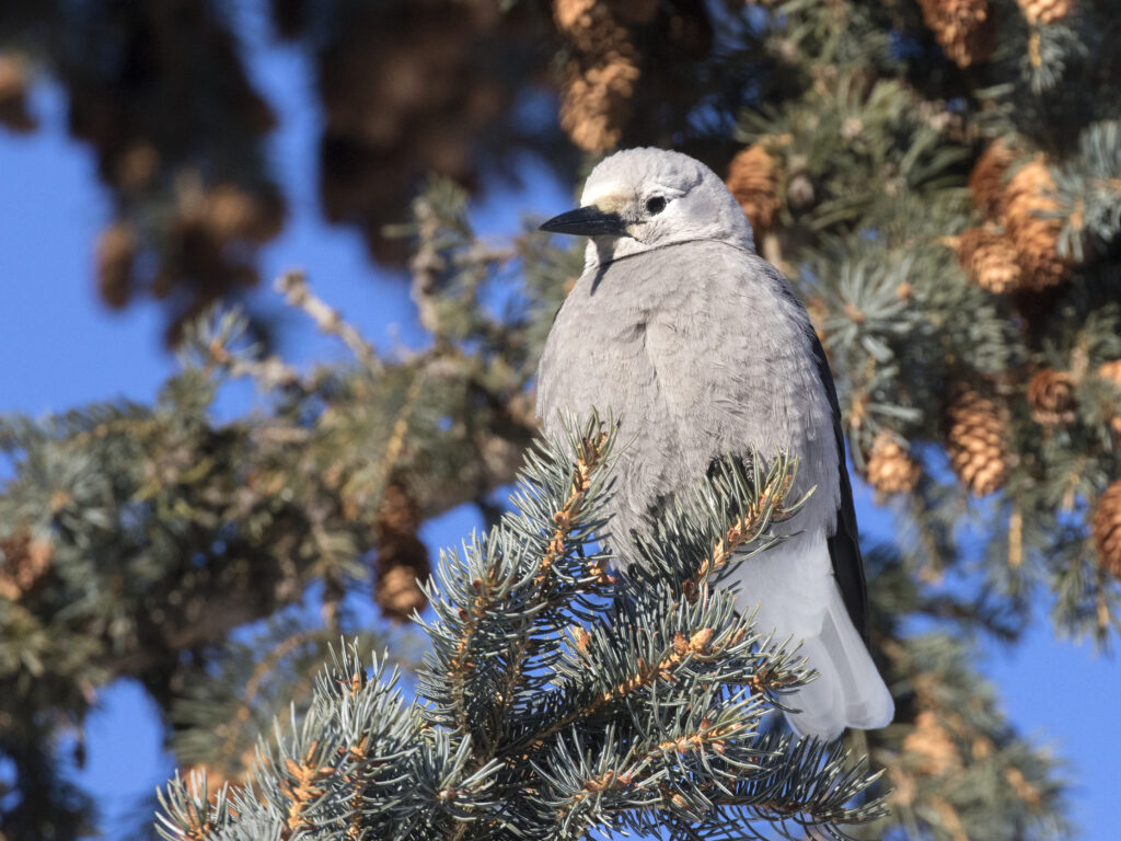 An adult Clark's Nutcracker sits on a pine branch facing the camera.