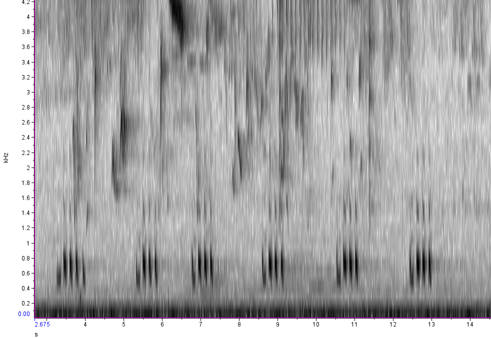 Spectrogram of the vocalizations of a Black-billed Cuckoo.