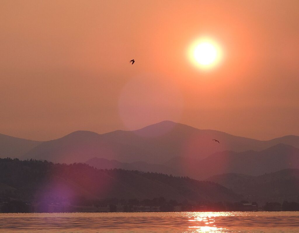 Of Bitterns and Bank Swallows: Lake Helena IBA, part 2 - eBird Montana