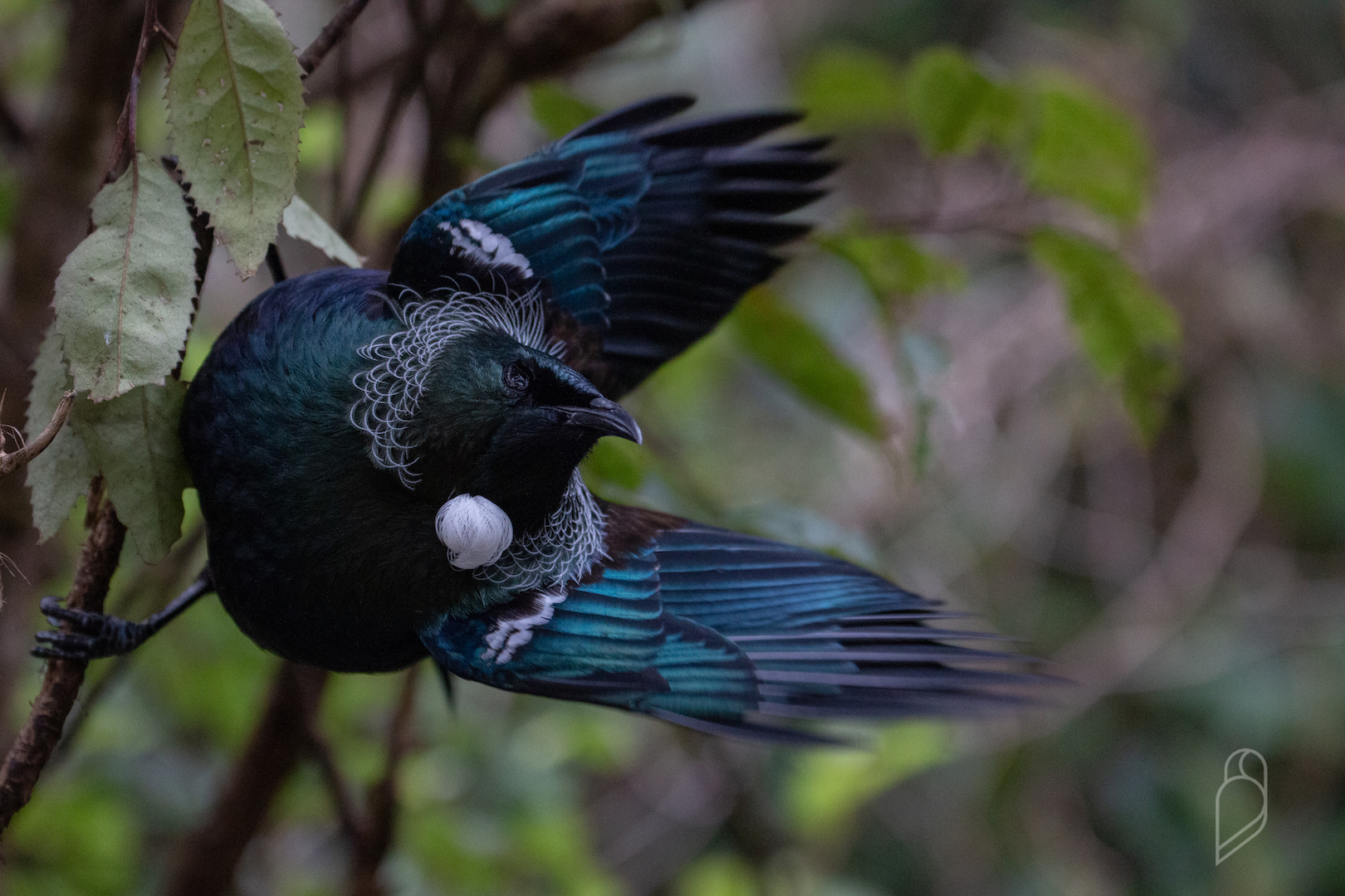 atlas bird tour