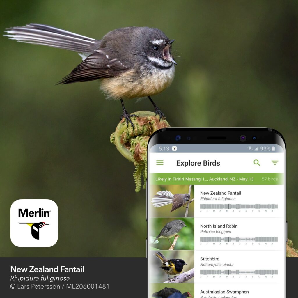 Merlin ID comes to New Zealand - New Zealand Bird Atlas