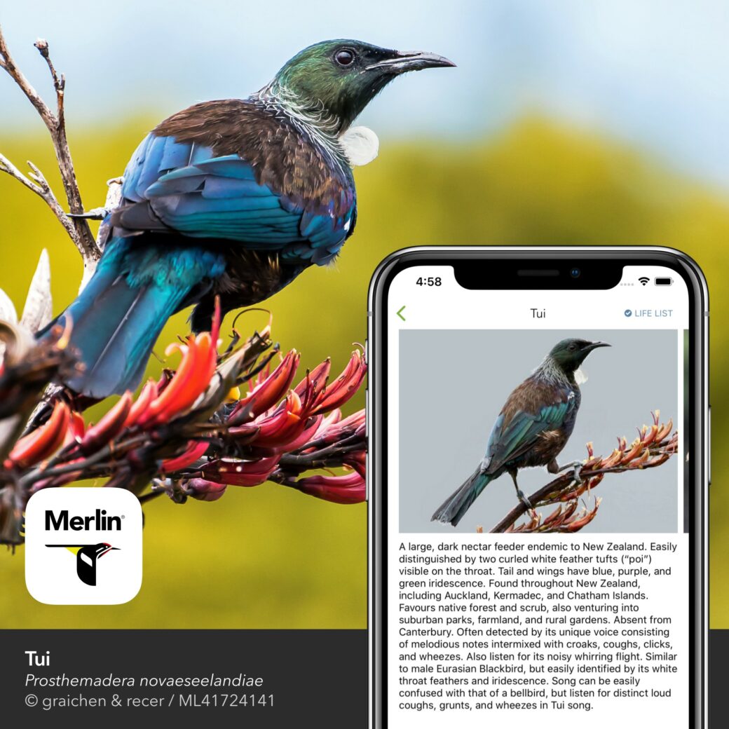 Merlinid Merlin ID comes to New Zealand - New Zealand Bird Atlas