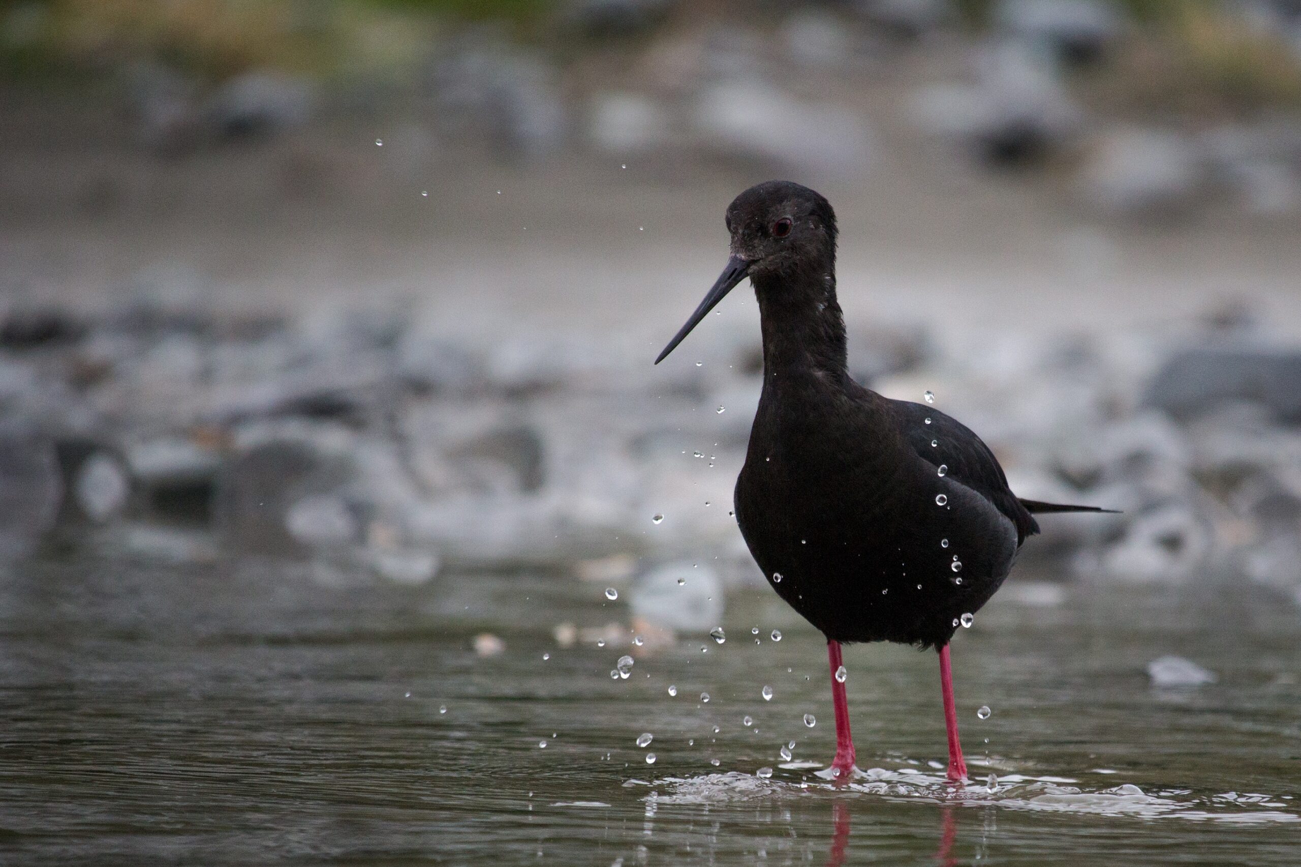 Field Notes From My First Rare-Bird Sighting