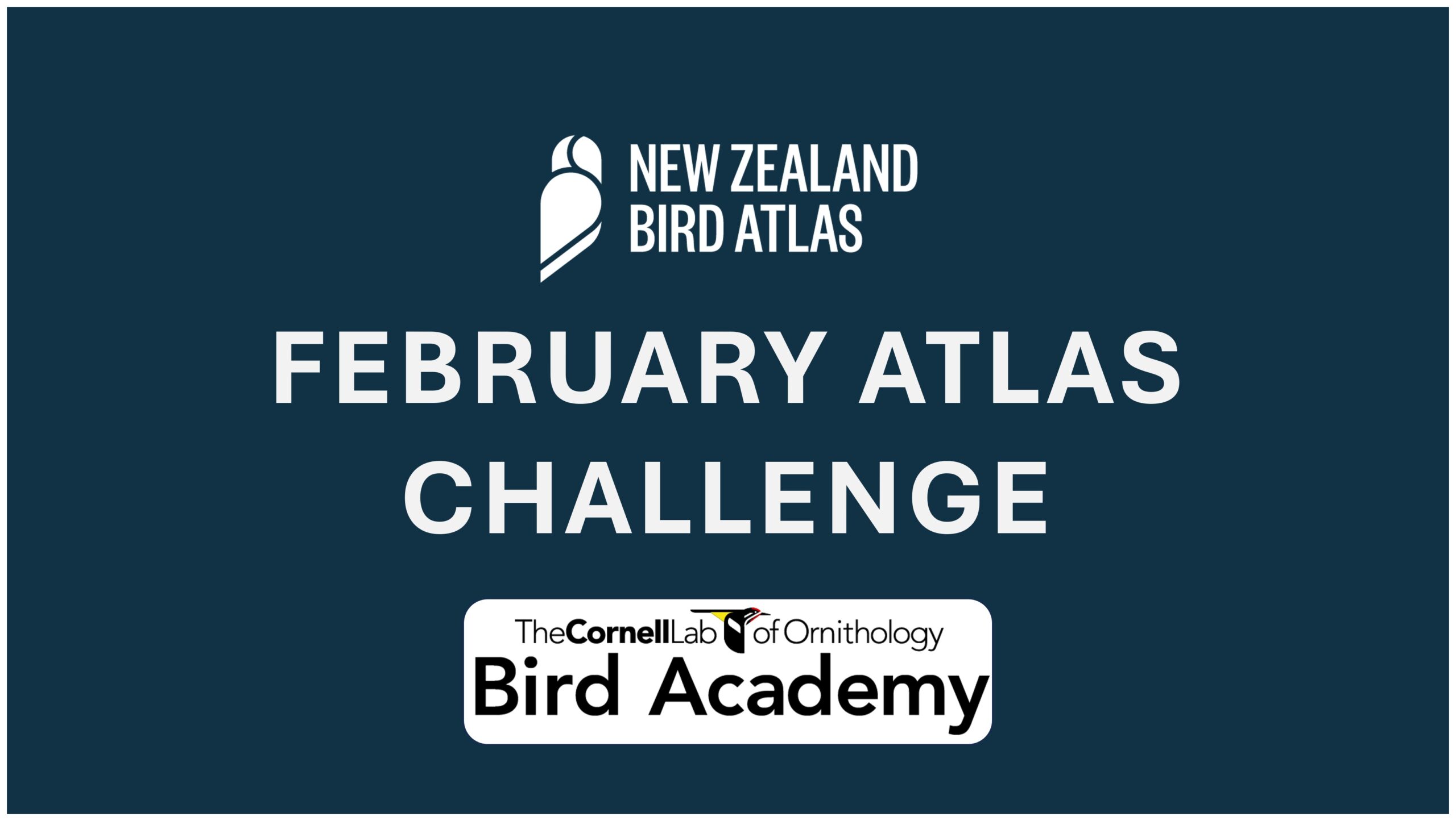 February 2024 Atlas Challenge New Zealand Bird Atlas   Featured Image For Challenge Scaled 