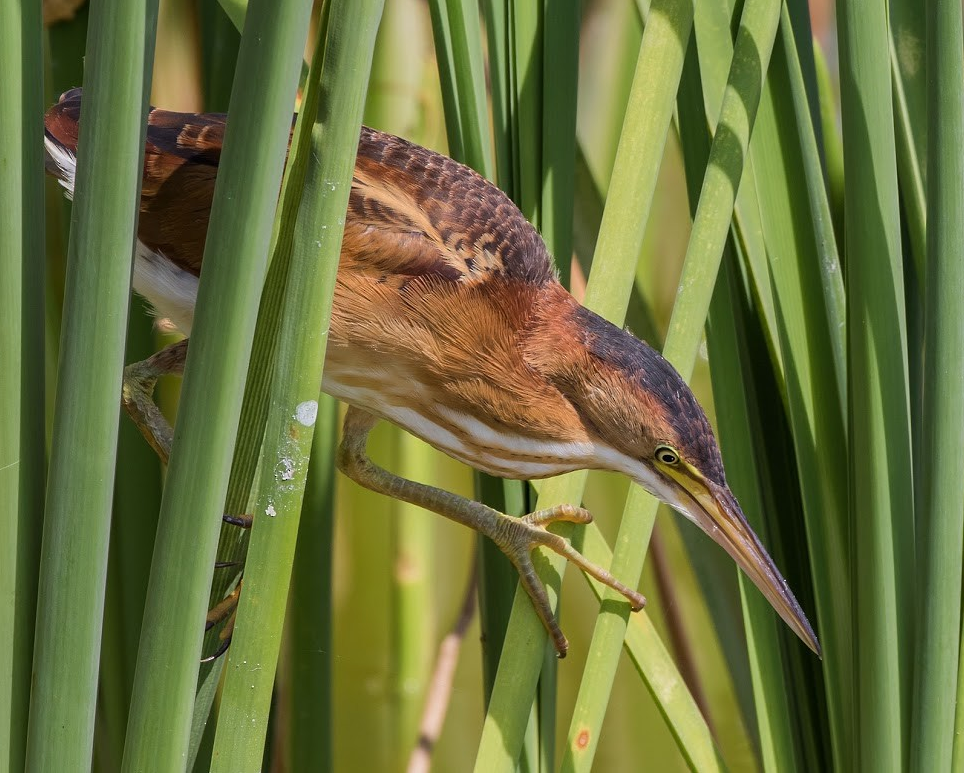 Finding Secretive Marsh Birds—Rails and Bitterns - New York Breeding ...