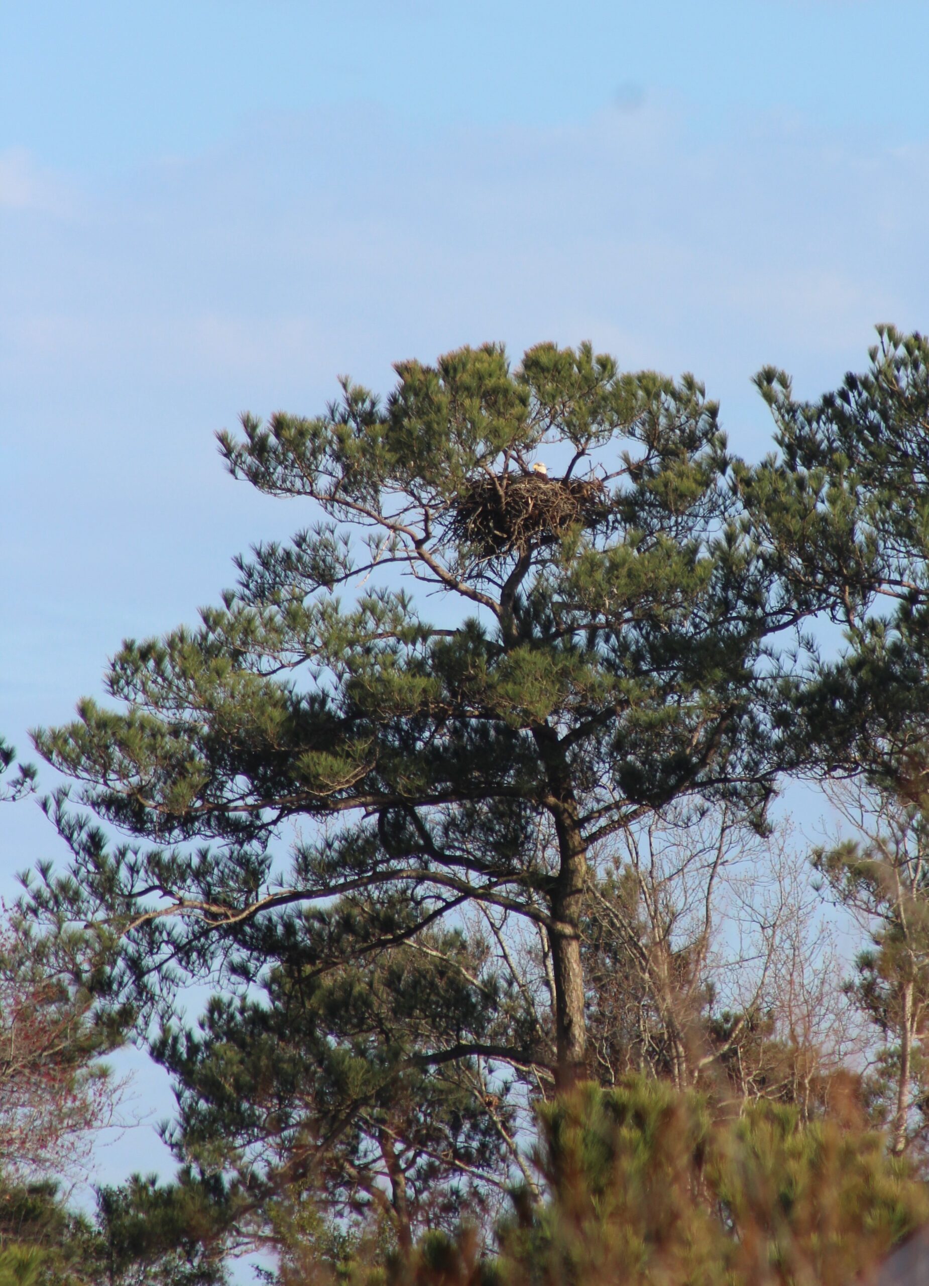 A large stick nest can be seen at the very top of a pine tree. A Bald Eagle's head can be seen looking out of the nest.