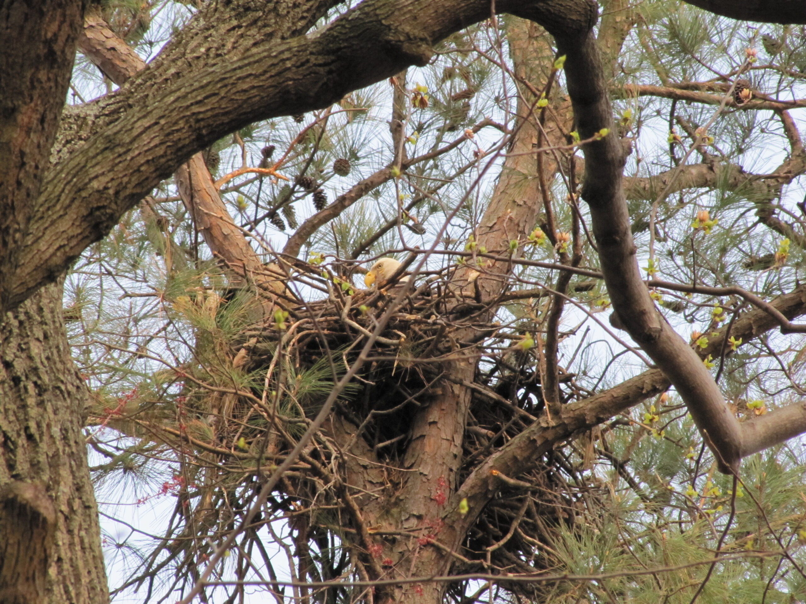 A large stick nest is wedged into the fork of a pine tree. An adult Bald Eagle's head can be seen looking out of the nest.