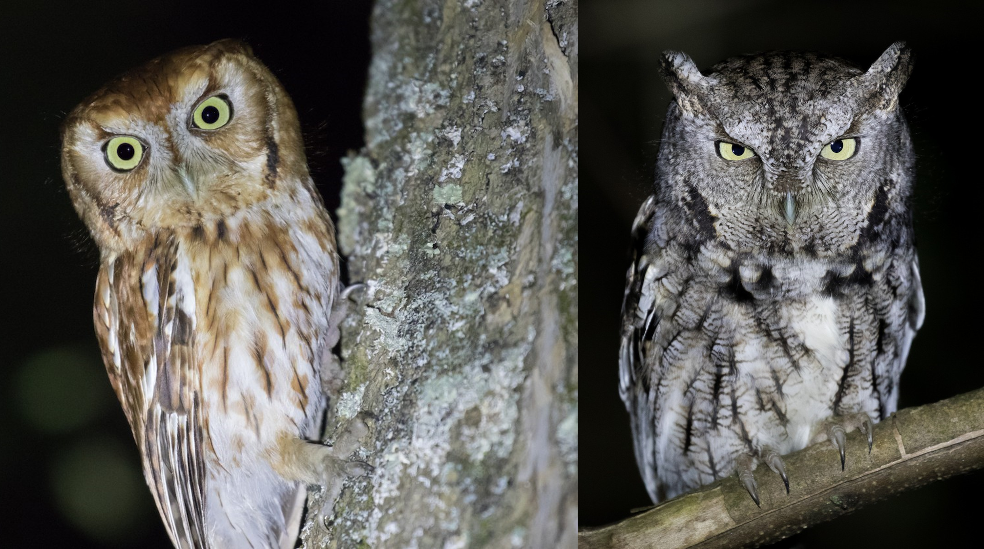 Two screech-owls side by side, one red and one gray.