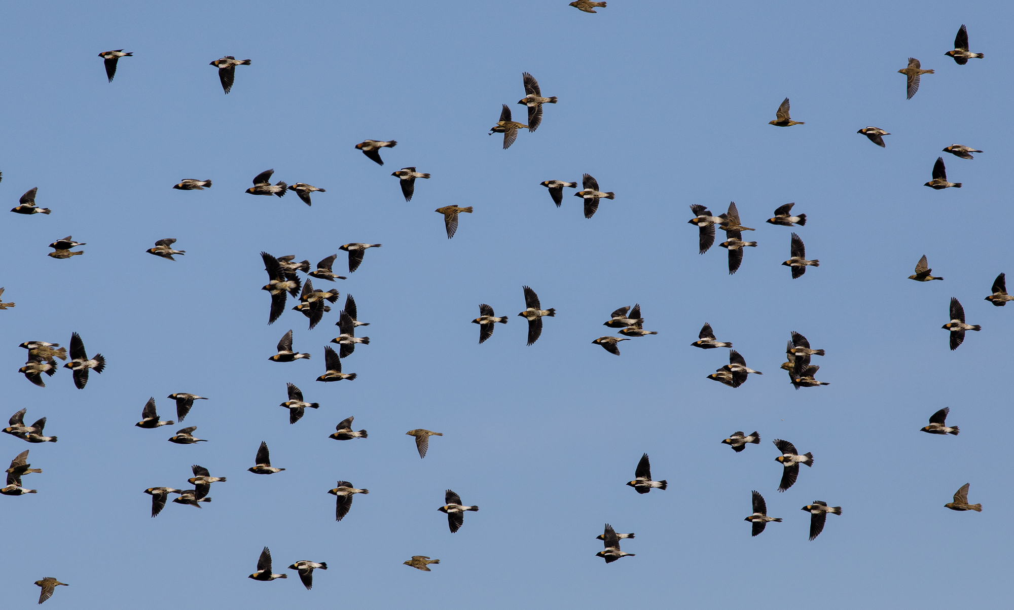 Atlasing In Winter - North Carolina Bird Atlas