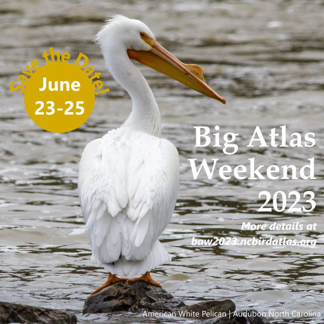 Background: American White Pelican standing on a rock - photo by NC Audubon. Foreground text: Big Atlas Weekend 2023. Save the date: June 23 - 25, 2023. Go to baw2023.ncbirdatlas.org for more info!