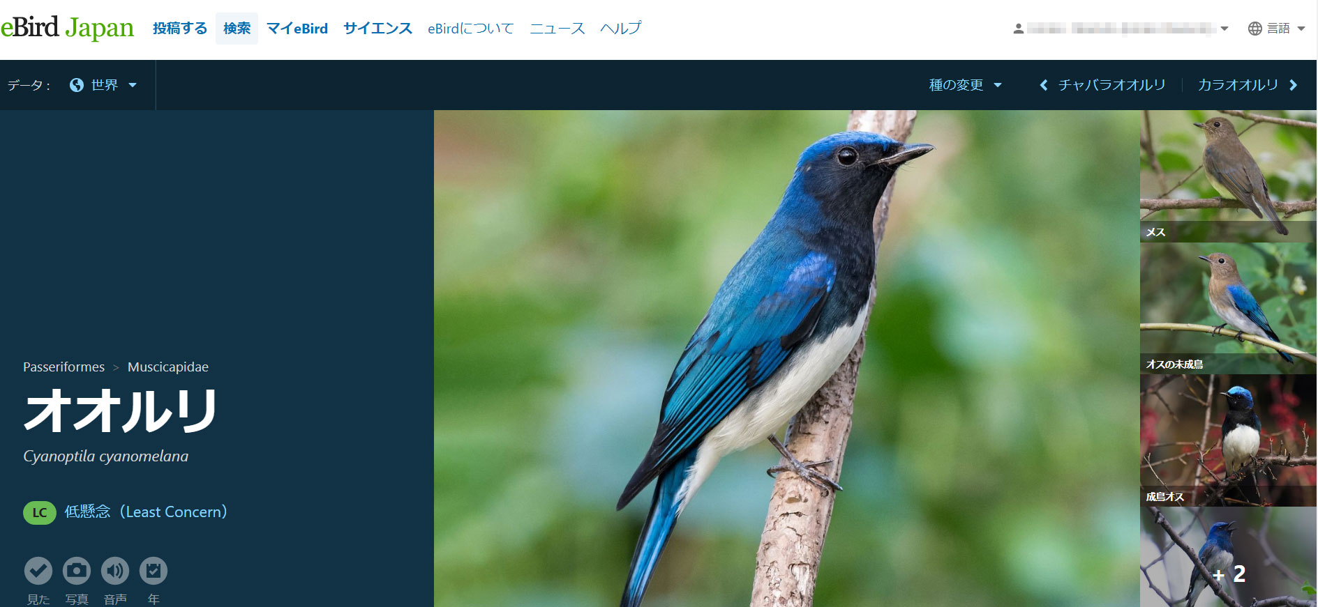 野鳥観察情報の検索について - eBird Japan