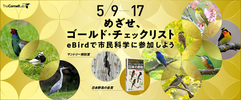 愛鳥週間！めざせ、ゴールド・チェックリスト～eBirdで市民科学に参加