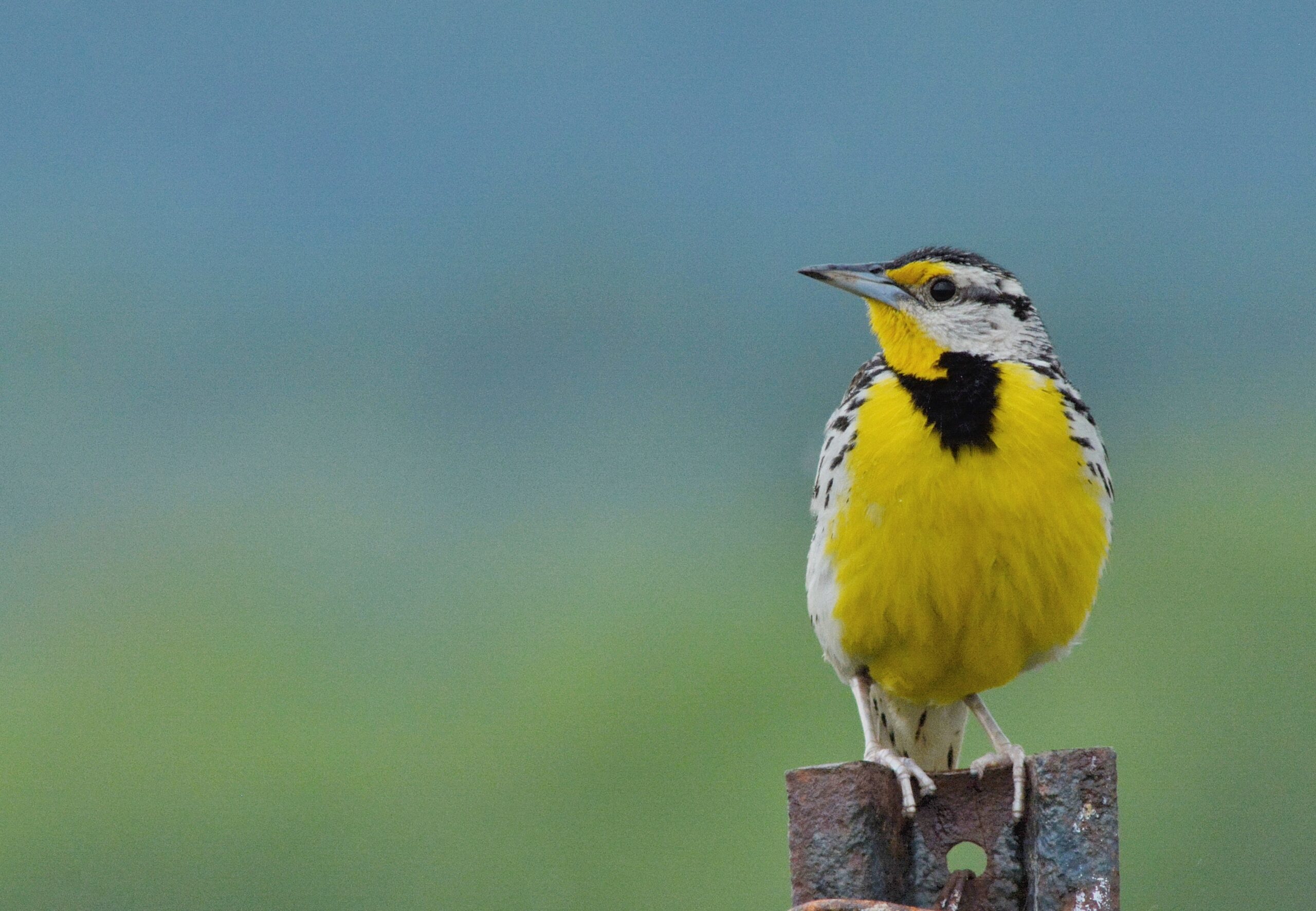 About eBird - Pennsylvania Bird Atlas